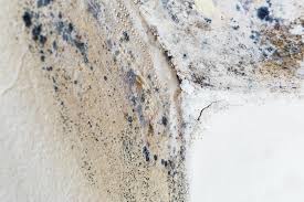 Why You Should Choose Our Mold Remediation Services in Hastings, NE